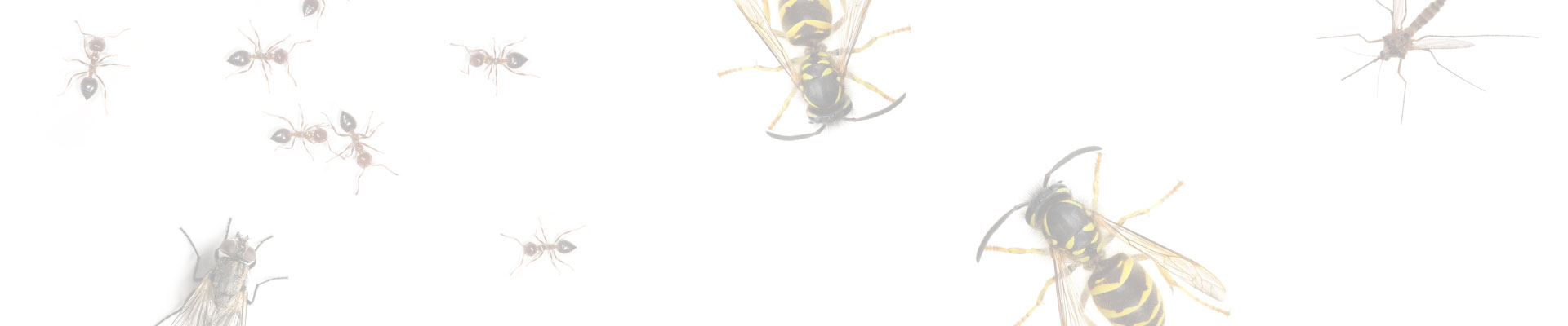 Slider_Background_Insektizide